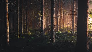 The Woods Beckon You In | Original Piano Composition