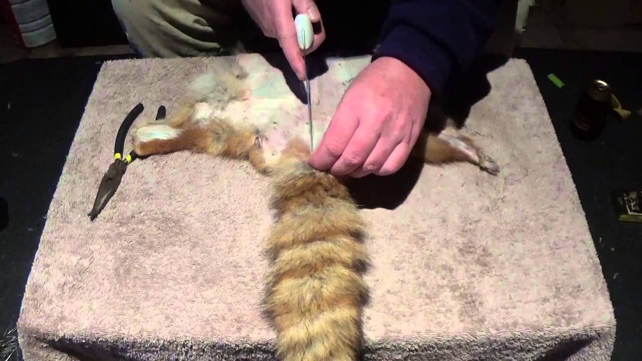 Tanning Fox Skins 1 - Splitting the fur - YouTube