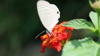 10 best relaxing beautiful butterflies with slow motion clips
