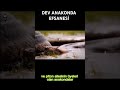 DEV ANAKONDA EFSANESİ #gizemlervebilinmeyenler #youtuber #youtube #youtubeshort #tarih #film