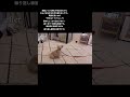 【吠え】興奮をしっかり落とす練習~テレビの犬に吠える場合~