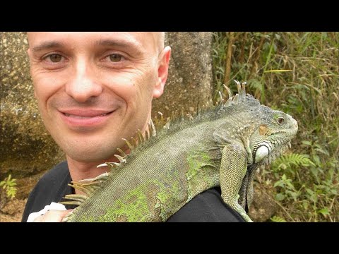 Vídeo: Green Iguana - Iguana Iguana Réptil Raça Hipoalergênica, Saúde E Vida Útil