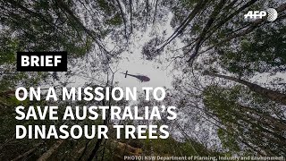 Secret mission saves Australia's 'dinosaur trees' from bushfires | AFP