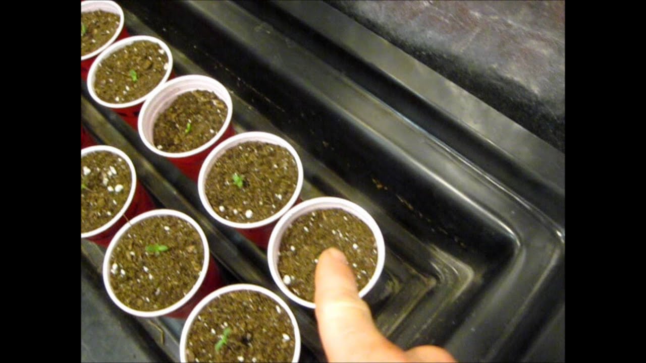 ITC Genetics Transplanting ratios and Veg update!