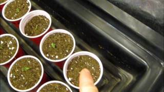 ITC Genetics Transplanting ratios and Veg update!