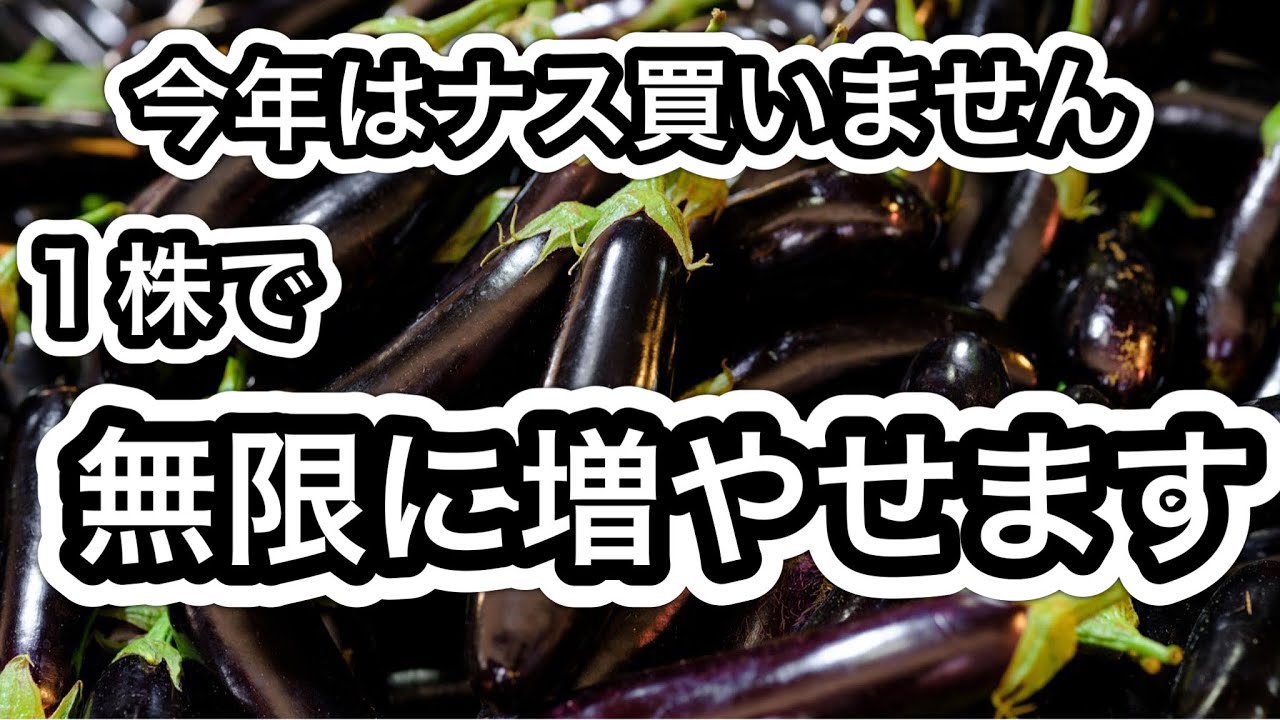 なすのへた (他の方には発送できません) ずっとこれを探してるんだけどどこに売ってるんだろうか デカスーパー
