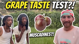 Eating muscadine grapes for the first time