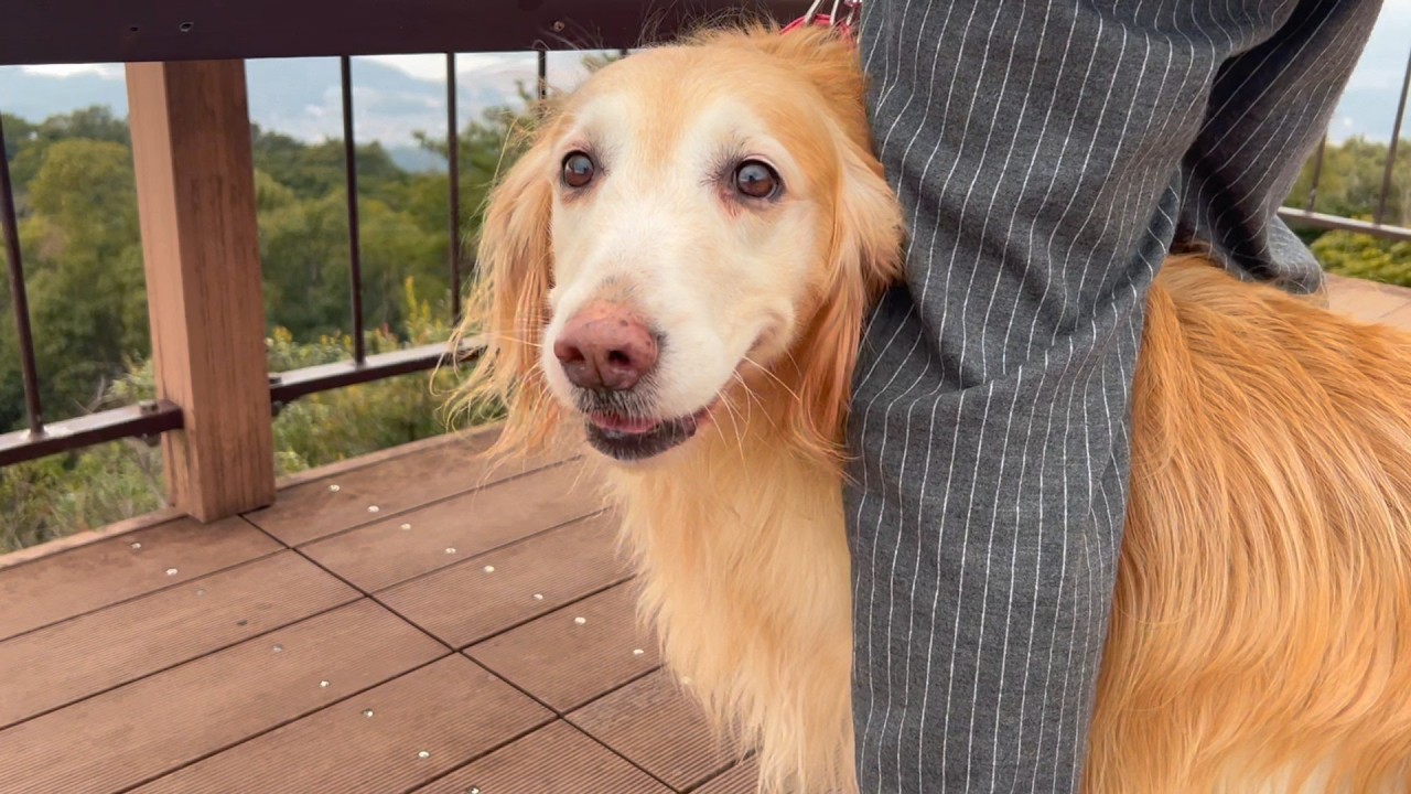 色んな表情の愛犬ルル