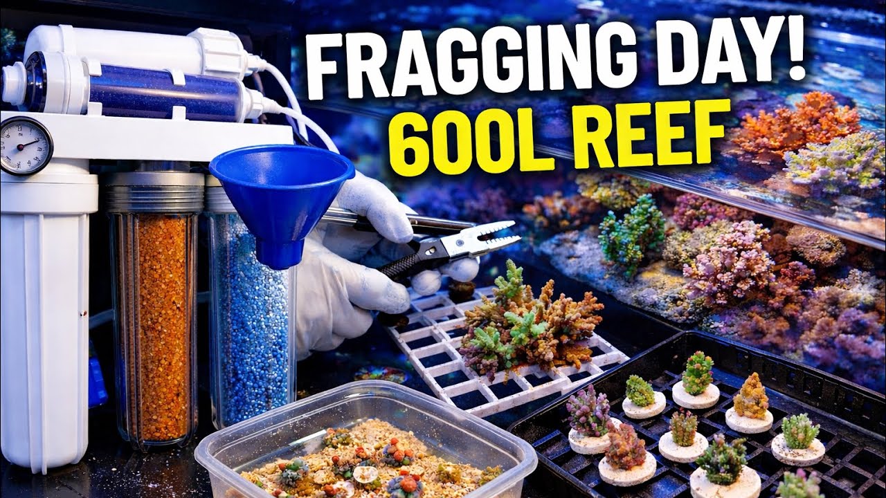 Big Fragging Session! Cutting Corals From My 600L Reef Tank