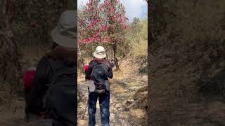 On the way to ultimate destination during Khopra Danda Trek