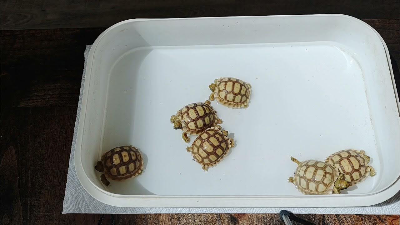 How To and Why To Soak Your Sulcata Tortoise Hatchlings YouTube