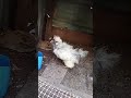 🥹Mi gallinita ya está viejita pero sigue adelante 🐔❤️ #campo #gallinas # viejita # viral