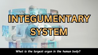 Put your knowledge to the test: Integumentary System Quiz! @QuizVentures-lvg
