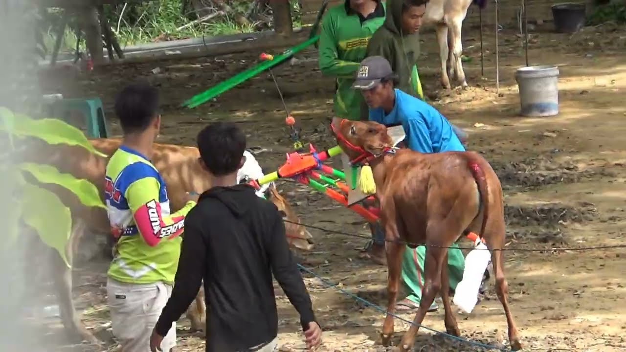 Tragedi Karapan Sapi Madura