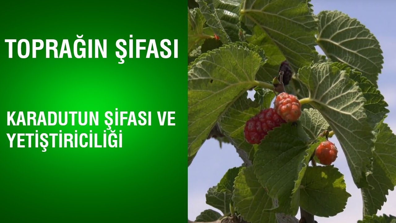 Toprağın Şifası - Karadutun Şifası ve Yetiştiriciliği / 2.Bölüm