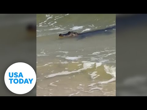 Alligator calmly catches a few waves as beachgoers watch | USA TODAY