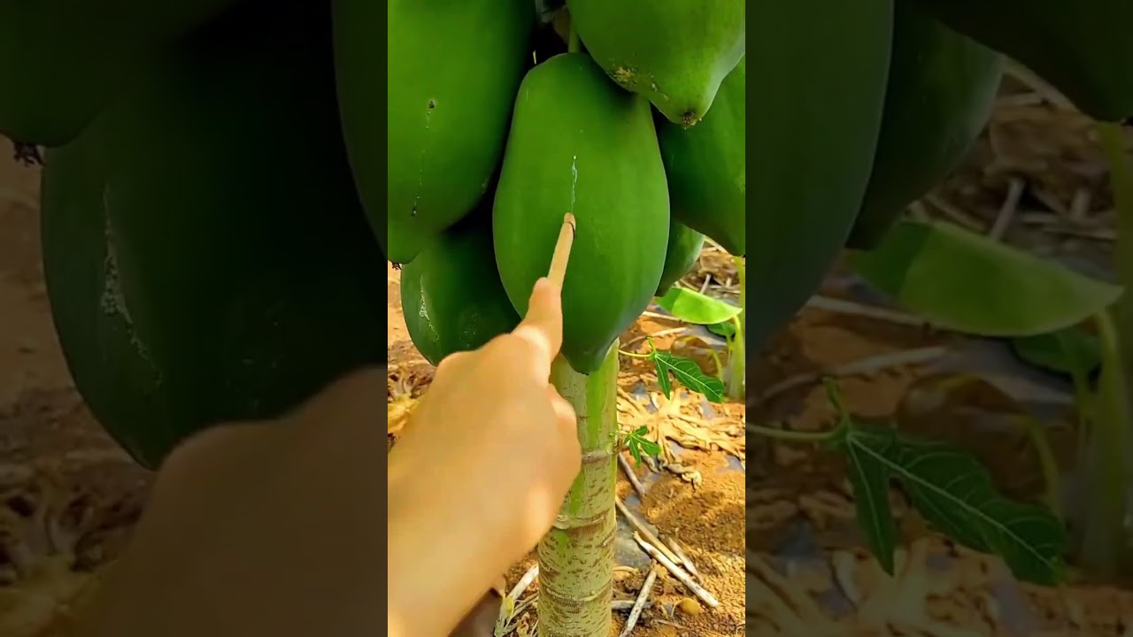 Pourquoi ils blessent ces fruits en pleine nuit ? La vérité va vous surprendre…