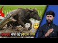 खतरों से भरा ये मंजर, एक साथ इतने सारे विशालकाय जानवर का कैसे हुआ रेस्क्यू ऑपरेशन !😱 Animal Rescue