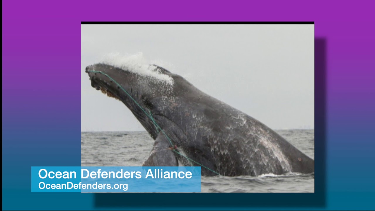 Ocean Defenders Alliance interview w/Laura Angelini–Billboard top 40 Recording Artist/Philanthropist