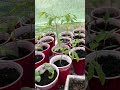 Seeds Sprouting and Growing