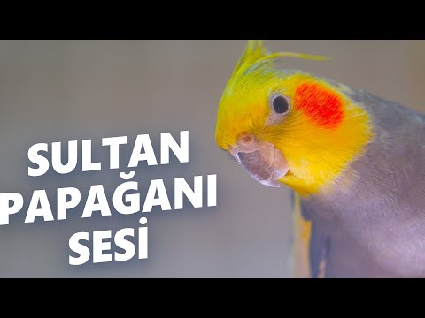 SULTAN PAPAĞANI SESİ,sultan papağanı çağırma sesi ötüşü,kaçan kuşunuzuna dinletin geri gelsin