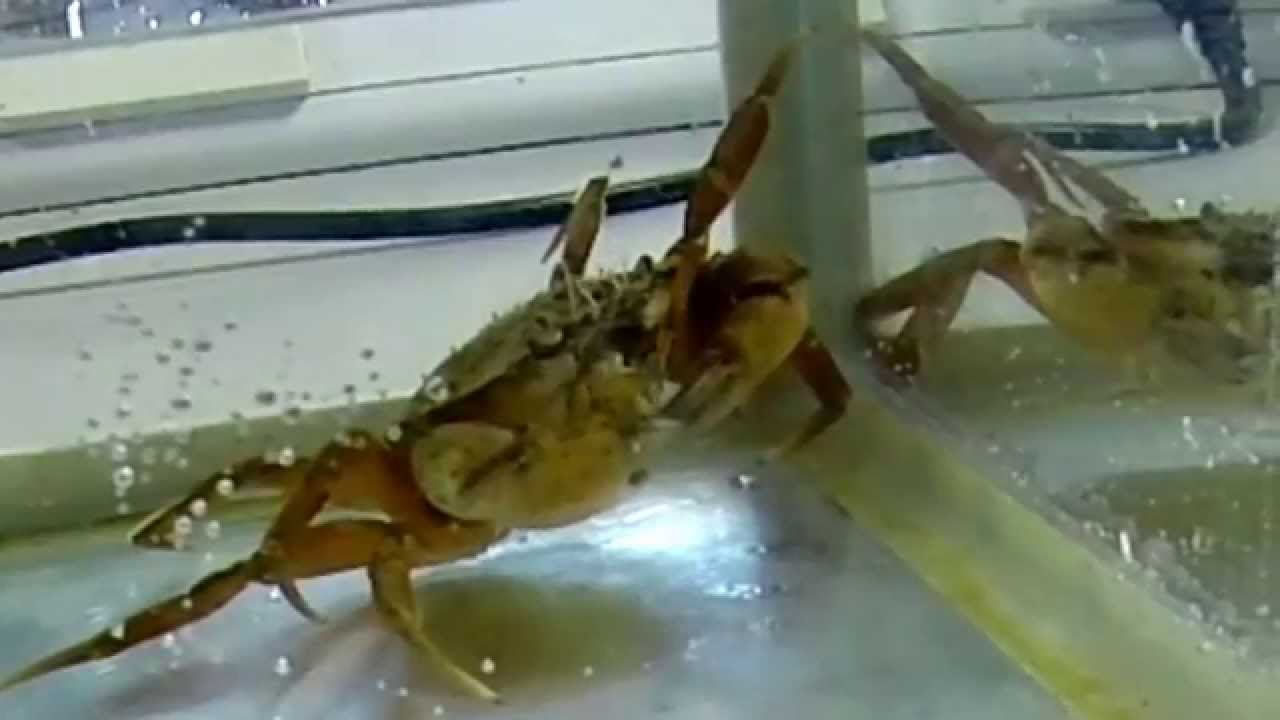 Carcinus maenas crab eating