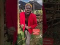 Chapati Manono Daniel Saningo Maasai Culture Best Song Ever Shortvideo