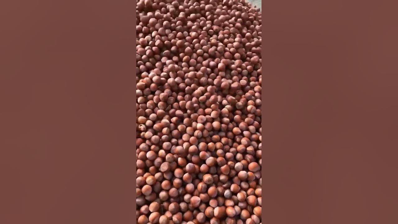 Hazelnut green husk peeling machine Professional Hazelnut Cleaning Machine hazelnuts 