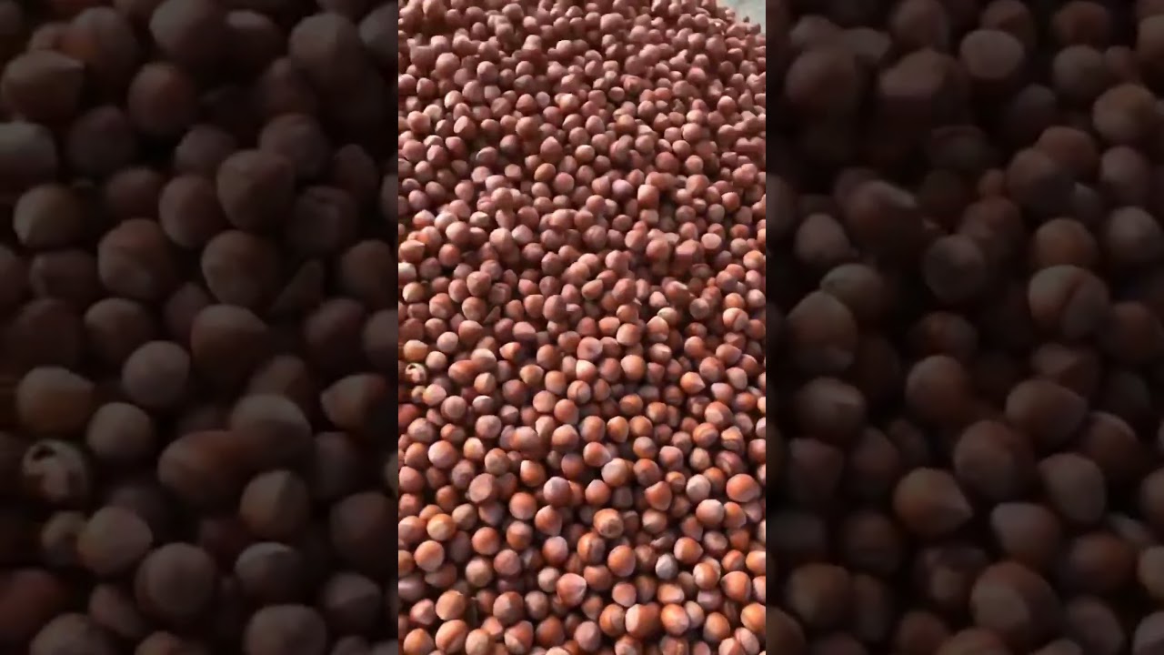 Hazelnut green husk peeling machine Professional Hazelnut Cleaning Machine 