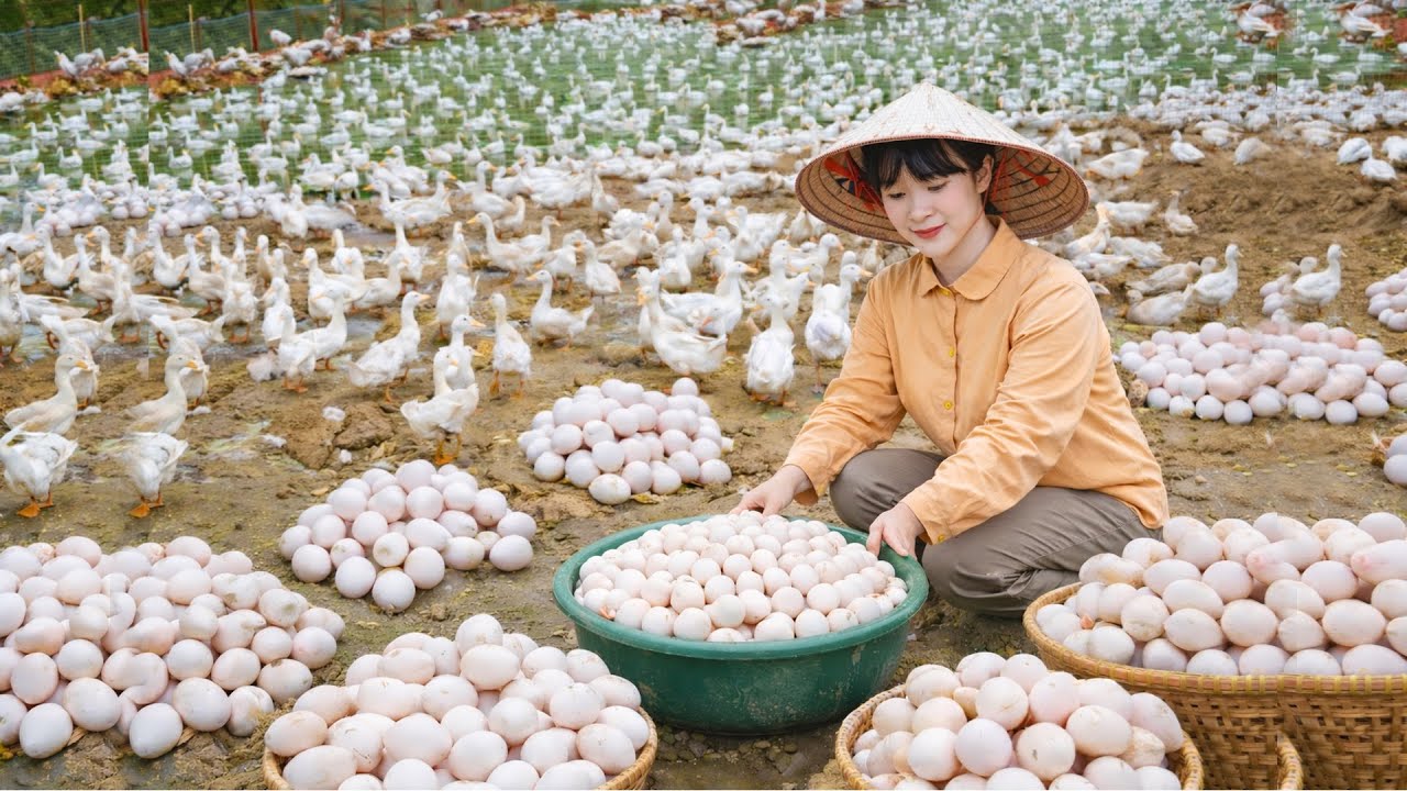 Harvesting over 1000 duck eggs from a farm with many ducks transporting them to the market for sale