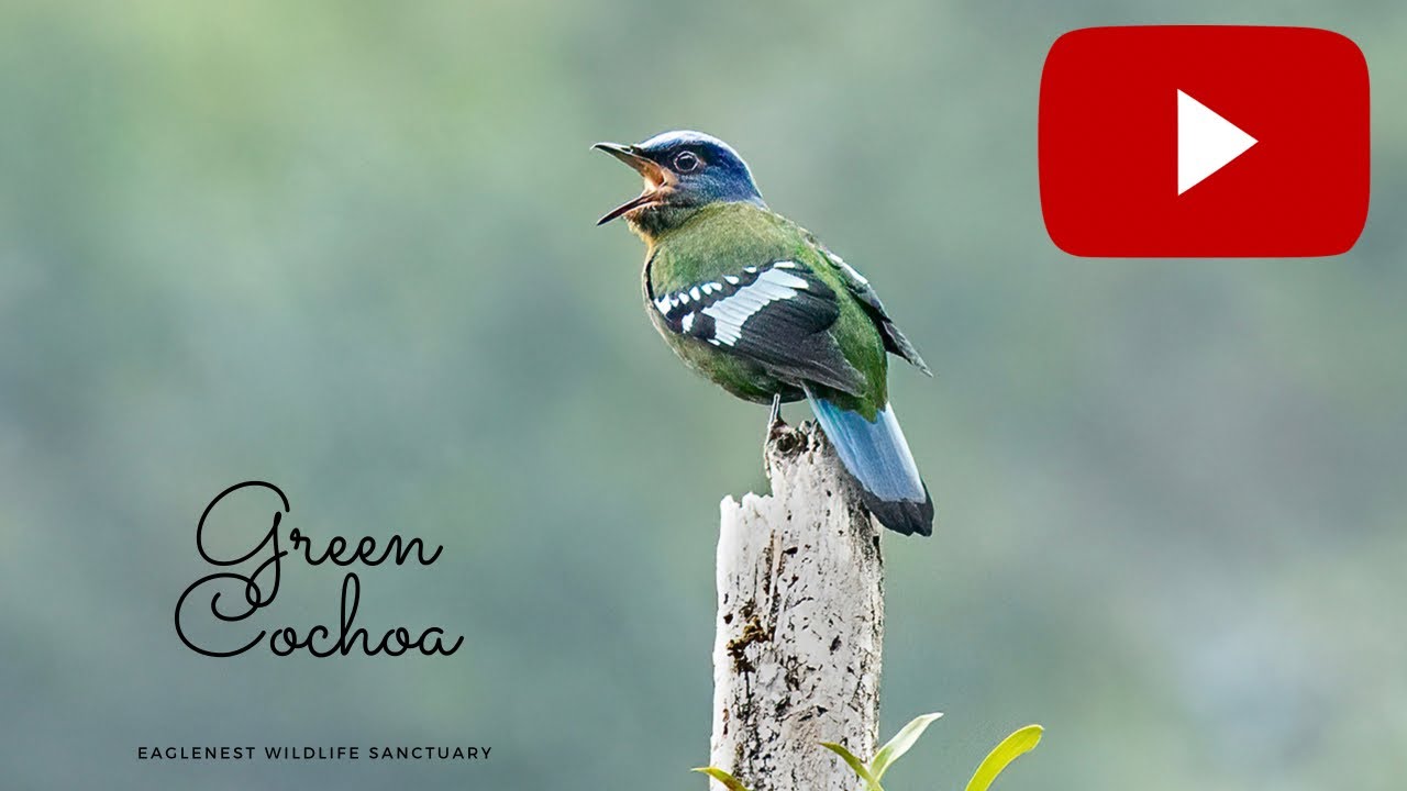 Green Cochua at eaglenest wildlife sanctuary