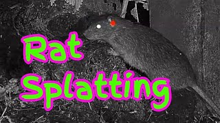 Farmyard Ratting Rat Shooting