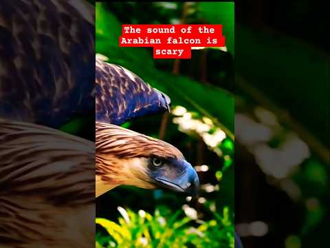 صوت الصقر العربي مخيف اكسبلور 