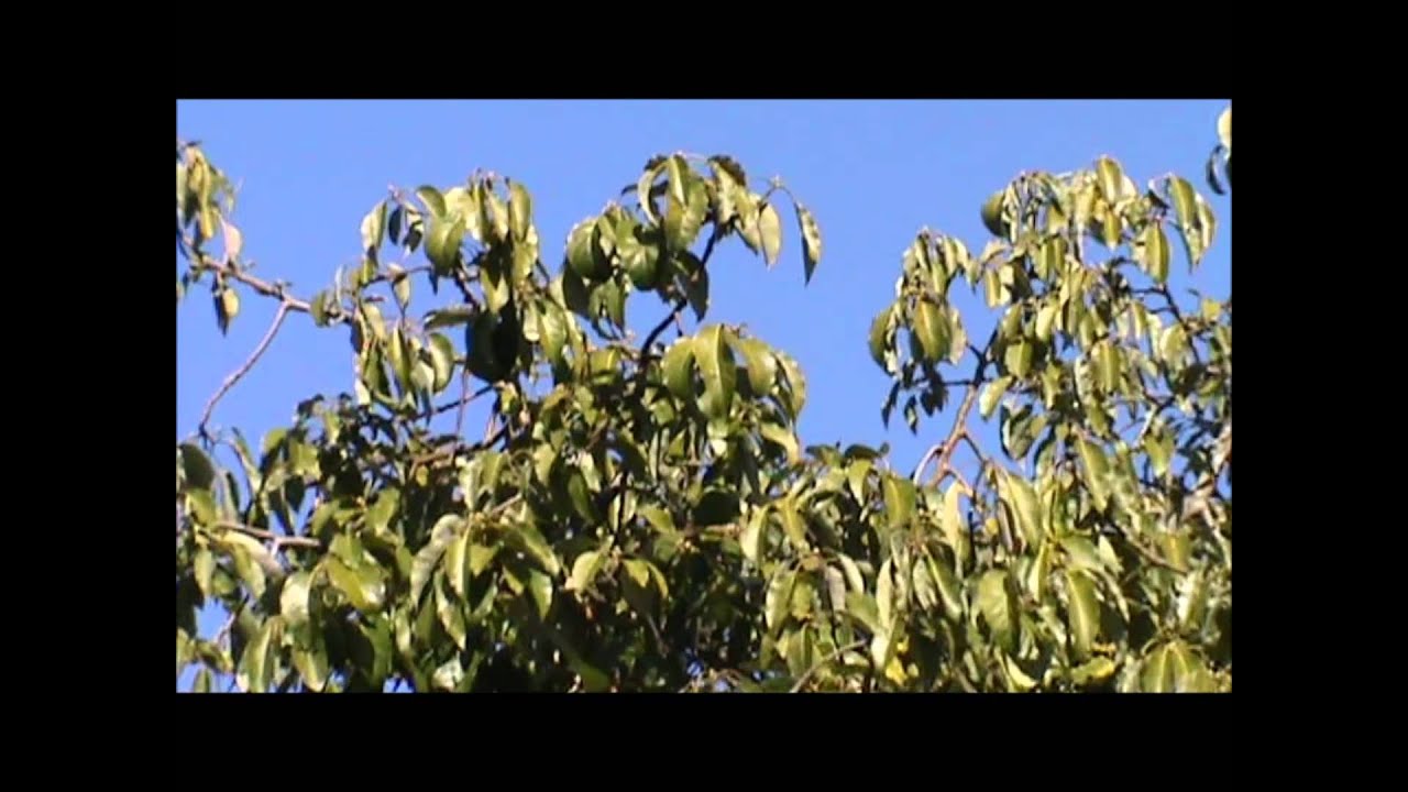 Winter frost damage. Fruit trees. - YouTube