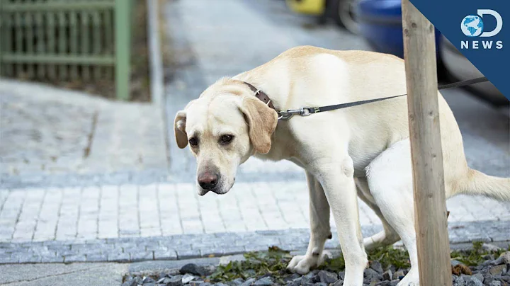 Why Dogs Spin Before They Poop - DayDayNews