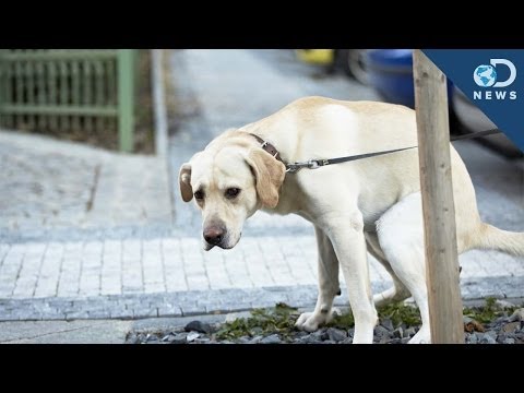 Video: Hvorfor flytter hunder sine matskåler?