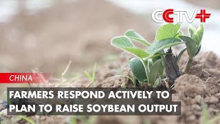 Farmers Respond Actively to China's Ambitious Plan to Raise Soybean Output