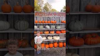 Personally we think every day is a pumpkin patch kinda day.