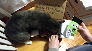 Halloween Meowbox Unboxing - Our First Subscription Box!