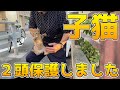 突然現れたサビと茶トラの兄妹子猫保護しました💖手で捕まえれました！