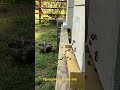 Strong-willed bees kind of like landing on an aircraft carrier