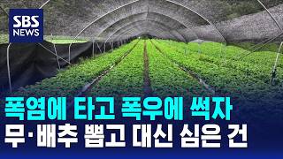Crops burning in heat and rotting in rain.. Why they stopped growing radishes and cabbages / SBS ...