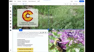 Wix Designer Tip Removing Header from Wix Webpage