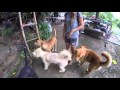 Phangnga. Как собаки стали нашими гидами :) | Таиланд 34