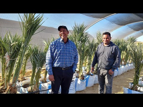 الفرق بين الفسيلة العادية والمصبعة وبنت الجورة بشرح م عطية من مشتل شهد الواحات النمو والانتاج