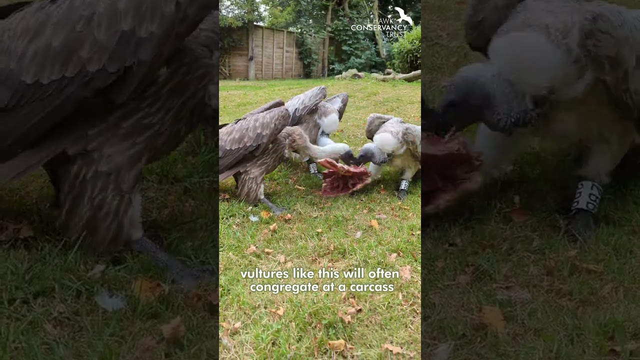 Fascinating vulture feeding habits!