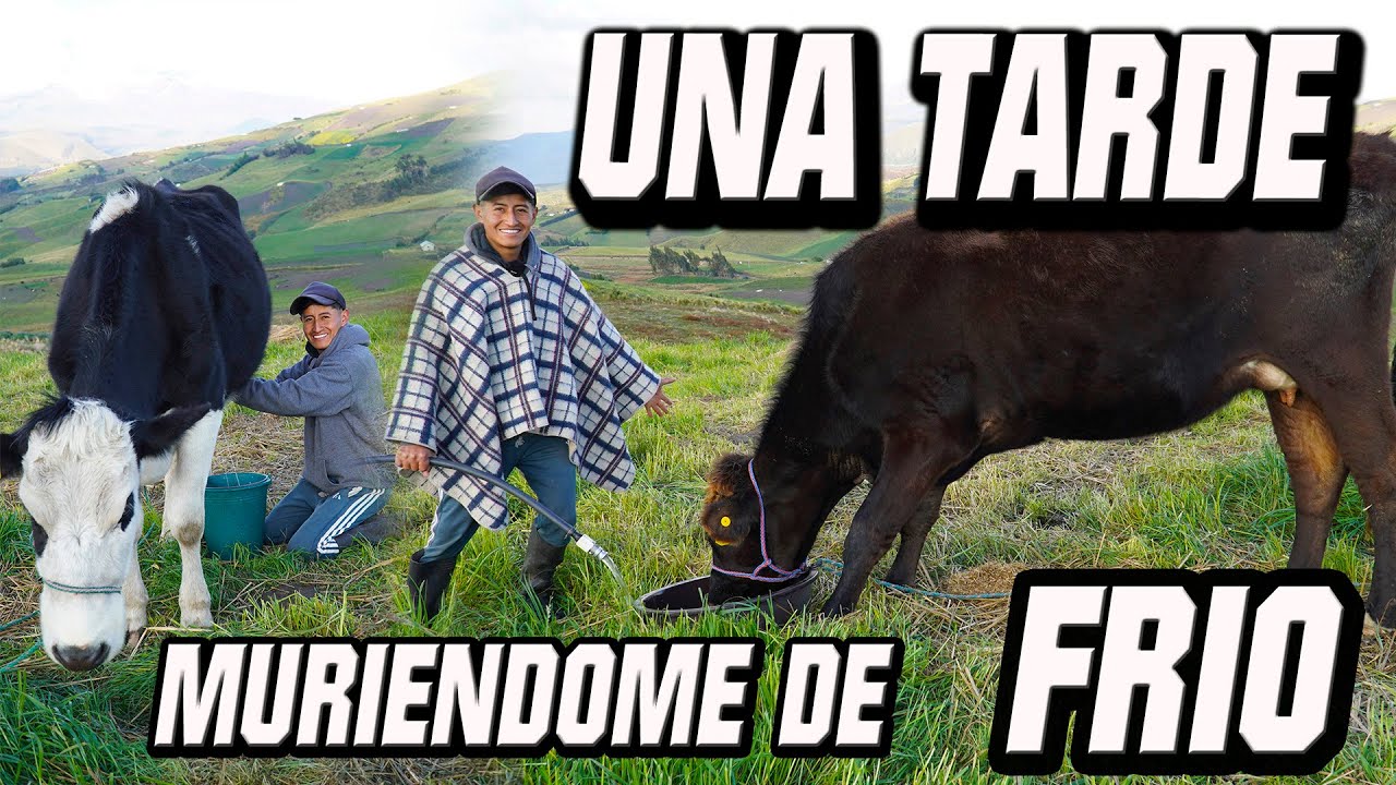 SACANDO LA LECHE EN EL PÁRAMO | Edii Luu