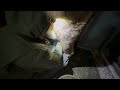 How to squeeze not pull while milking