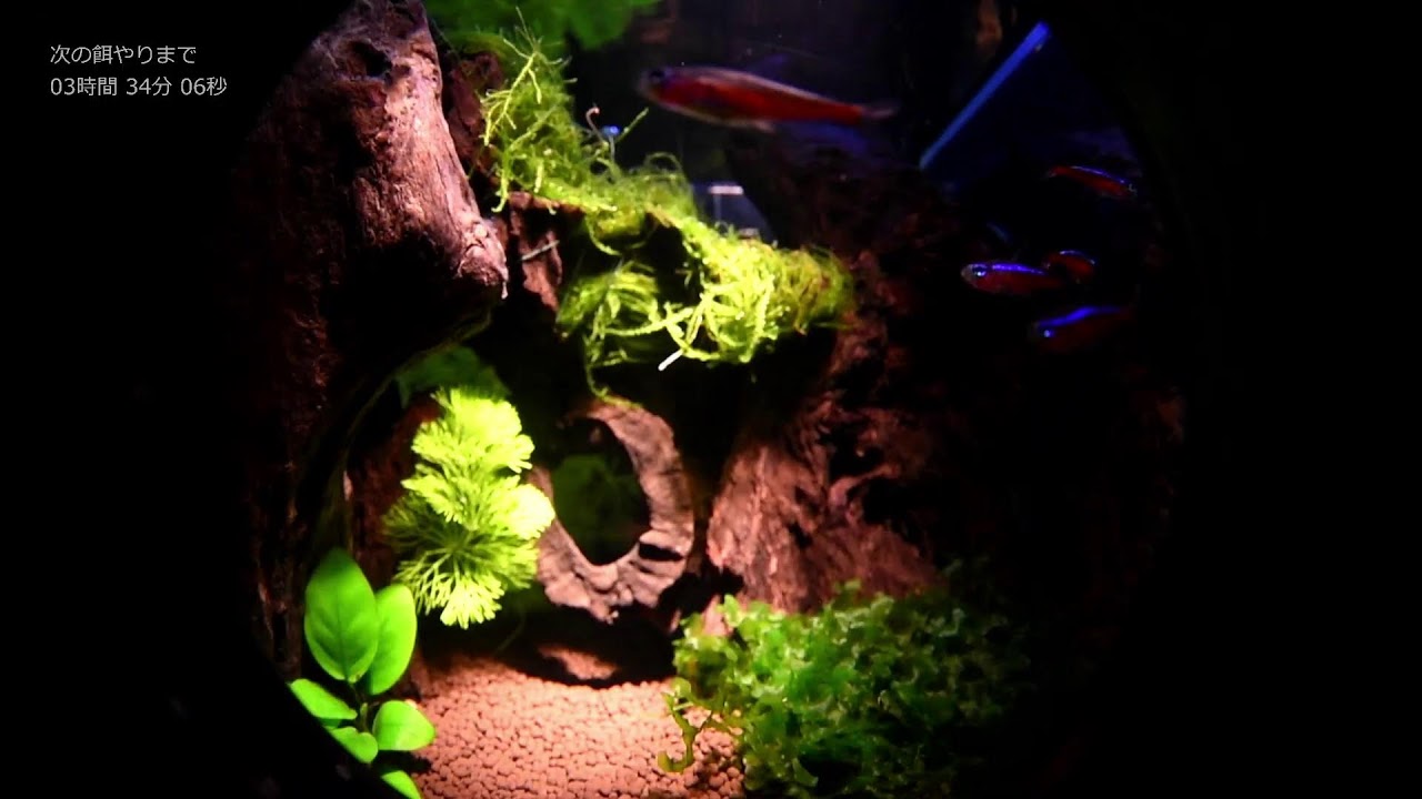 本日の水槽（魚眼）　#アクアリウム #ライブ配信