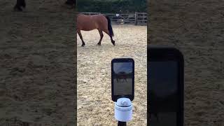 Showjumper @annabelparsons_sj shares her #PivoPOV
Pivo pod is a training partner to film and analyse your riding ( or in my case, groundwork!) to help improve.
#madewithpivo #pivopov #horses #pony #Showjumping #younghorse #greenhorses #walk #trot #canter #gallop #ponyclub #polework #flatwork #hacking #lovehorses #lemeiux #reincoat #showjumpingpony #producingponies #Georgethewleshpony #pivoequestrianedition #pivoequestrian #pivolove
#pivo #pivotpivotpivot #horse #horselife #horselove #instahorse #horseriding #horseriding #horses #cheval #horsesofinstagram #foryou Showjumper @annabelparsons_sj shares her #PivoPOV